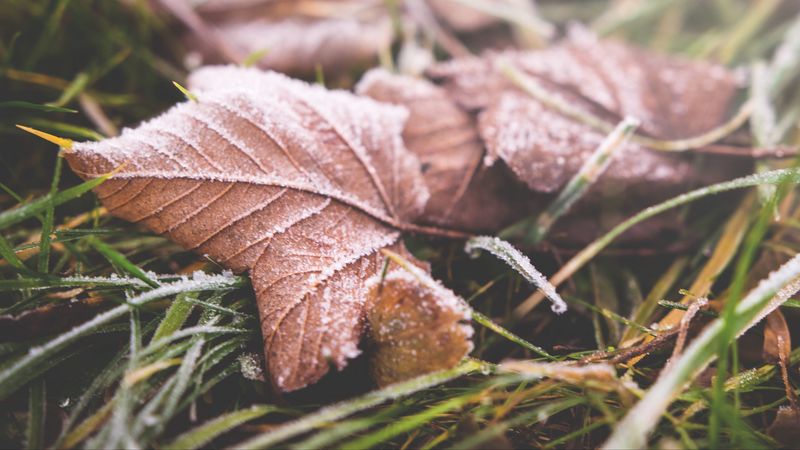 leaf, fall, frost, dry, 4k