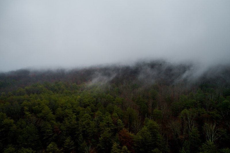 fog over a forest with green and brown trees, dense forest under fog 4k