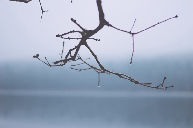 branch twig rain and rain drop 4k