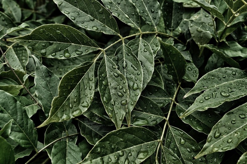 close up of large dewdrops on dark green leaves, dewdrops on leaves 4k