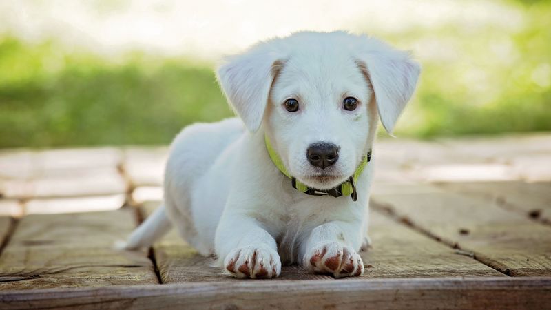 puppy, dog, lying, white, 4k