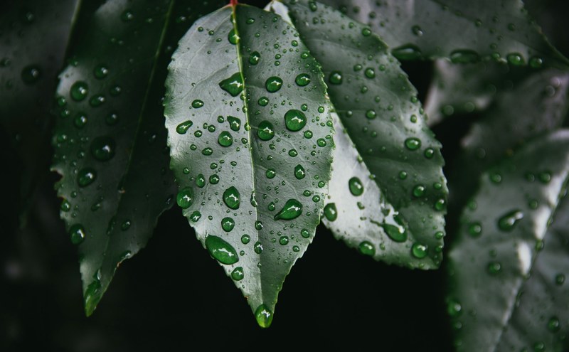 droplets of water on glossy dark green leaves, dew on shiny leaves 4k