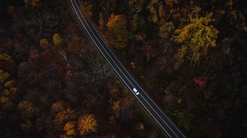 aerial view tree woodland and forest 4k
