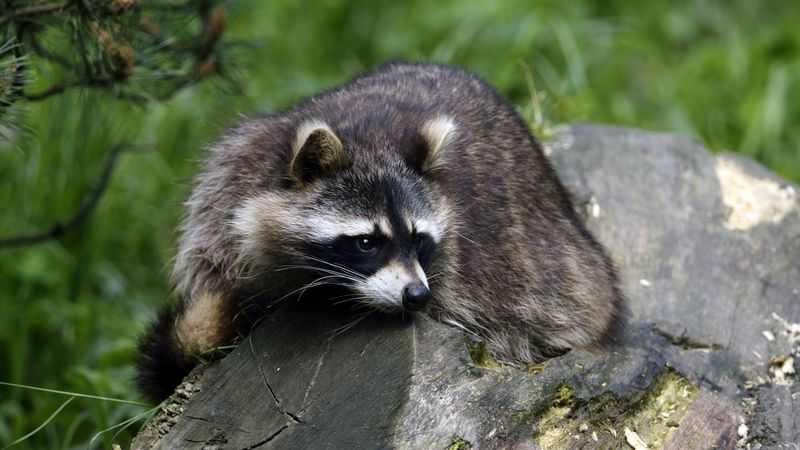 raccoon, lies, striped, 4k