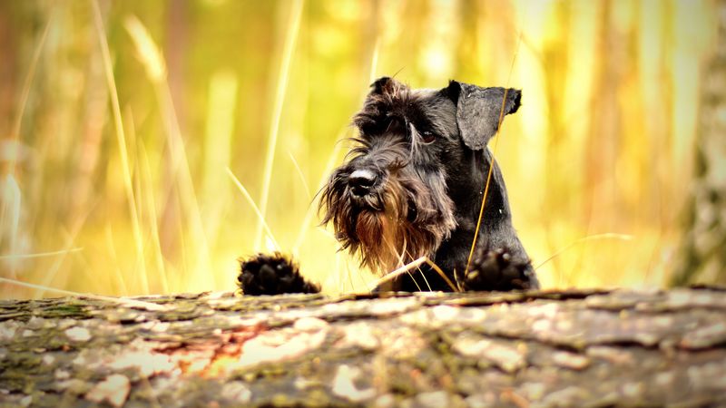 miniature schnauzer, schnauzer, dog, muzzle, 4k