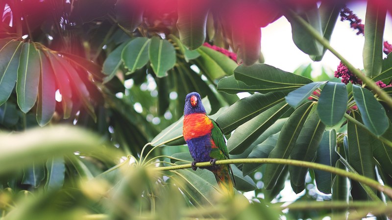 rainbow lorikeet sitting on a tropical tree branch at airlie beach, australia parrot 4k