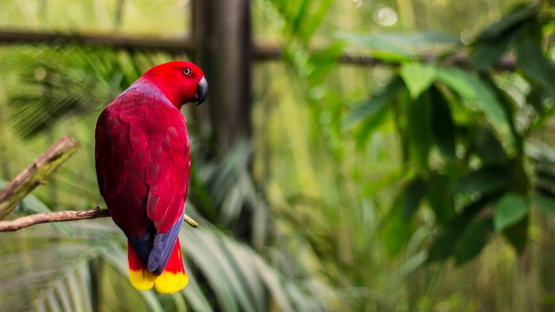 bird parrot tropical bird and branch 4k