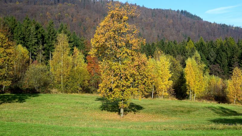 field, autumn, grass, trees, 4k