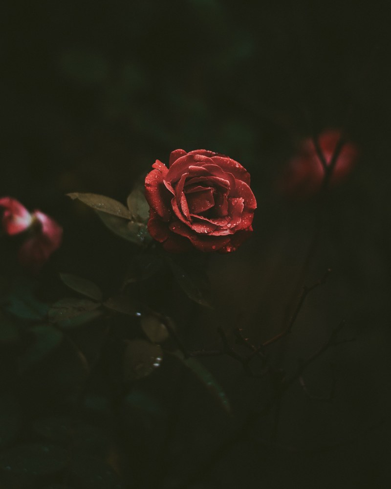 a beautiful red rose covered in small droplets of water, roses 4k