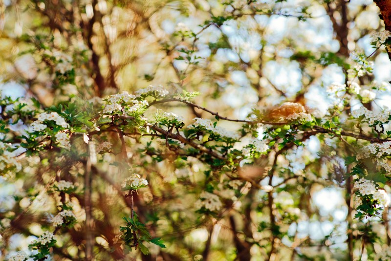 a fuzzy shot of tree branches with white flowers in blossom in warrandyte, tree branches in the spring 4k
