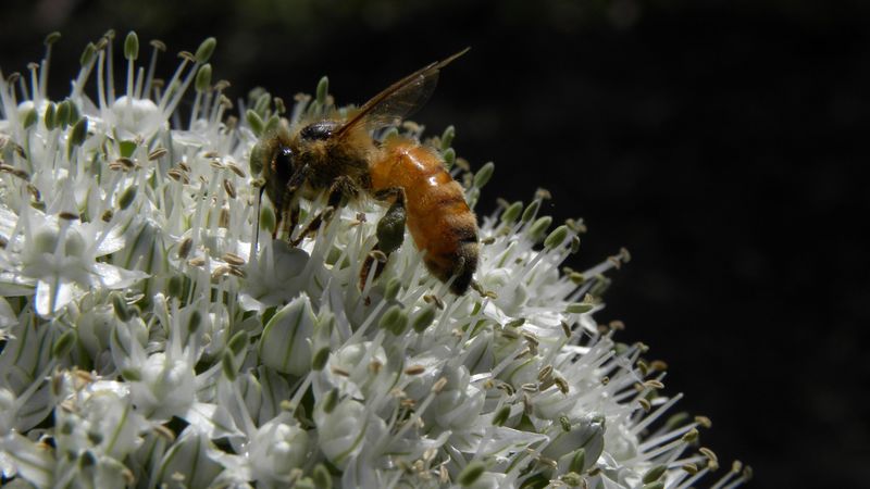 bee, allium, pollination, flower, 4k