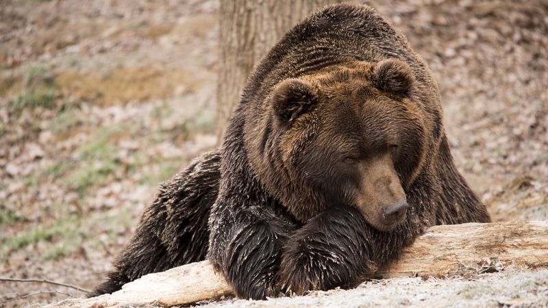 brown bear, bear, lies, 4k