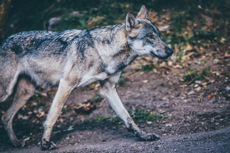 wolf animal fur and mammal 4k