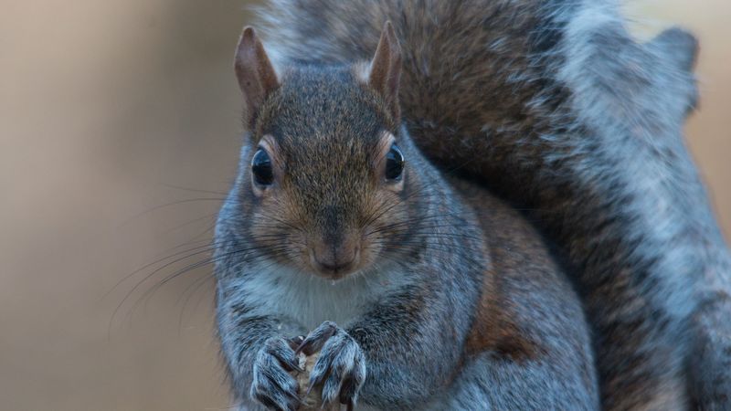 squirrel, nuts, food, 4k