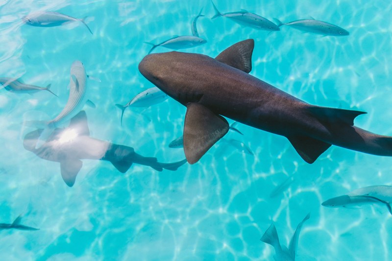 sharks and fish 4k