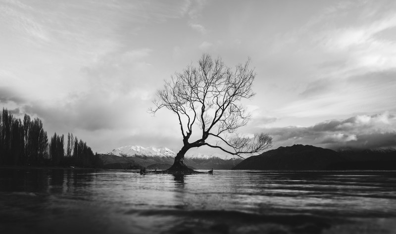 black and white long shot of the wanaka tree in new zealand with cloudy sky, monochrome wanaka tree 4k