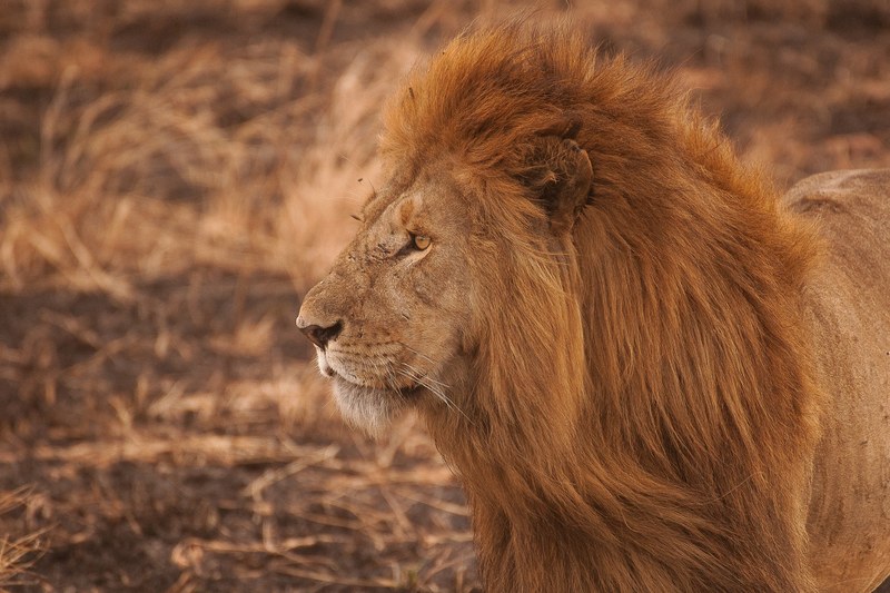 close up of a lion with a luxuriant mane in the savannah, long maned lion 4k