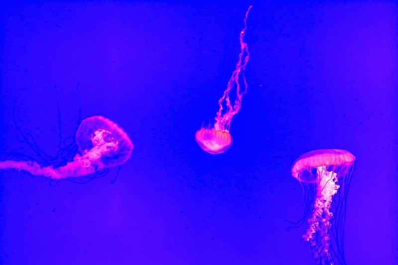 blue pink jellyfish and jelly fish 4k