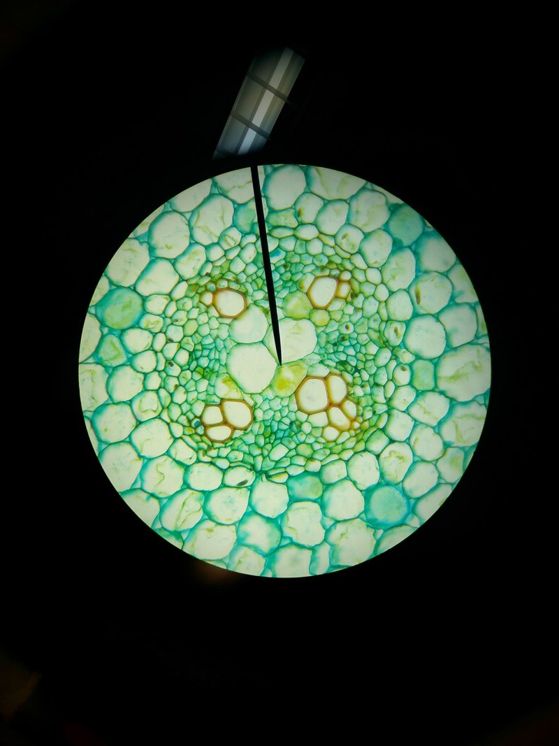 plant root microscopy 4k