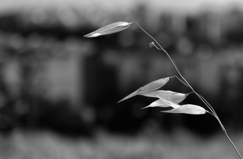 tree growth outdoor and color 4k
