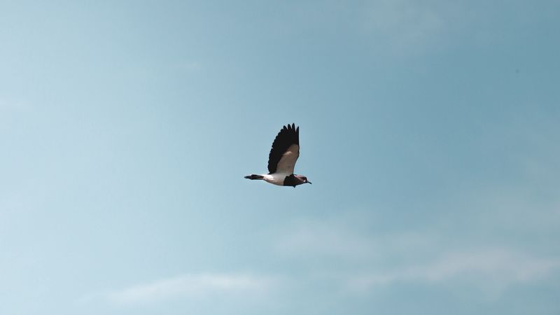 bird, flight, wings, minimalism, 4k