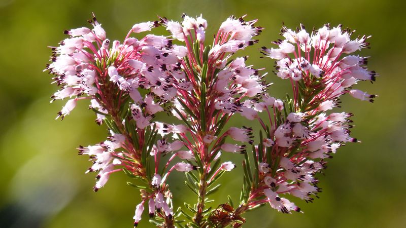 erica multiflora, wild flower, branch, 4k