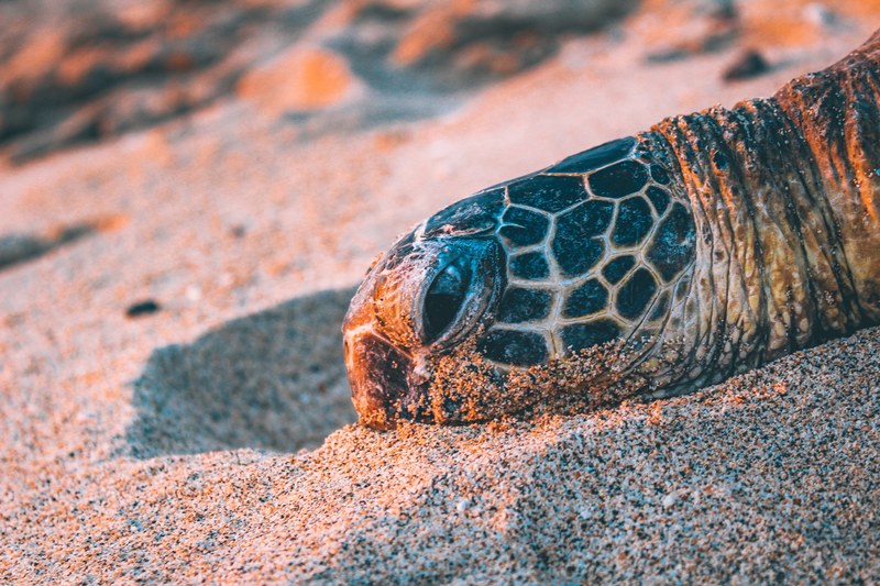 turtles head resting on the beach sand, turtles head on the sand 4k