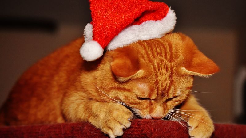 cat, hat, santa claus, new year, 4k
