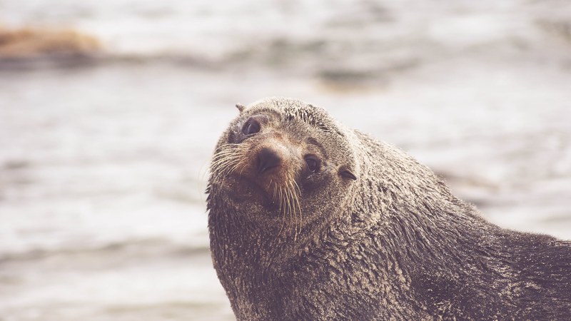 a close up of a wet otter amiably looking at the camera, friendly otter 4k