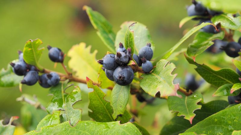berry, branch, ripe, 4k