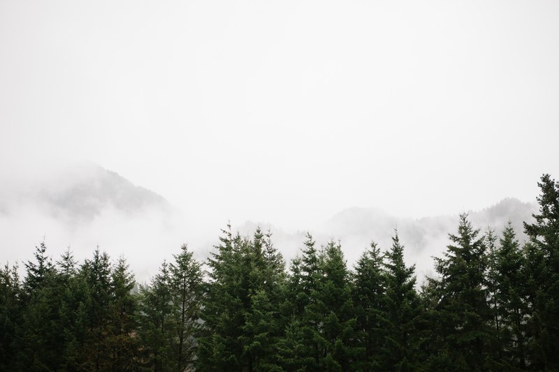 outdoor tree cloud and orange 4k