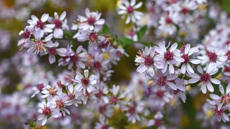 symphyotrichum, flowers, bush, 4k