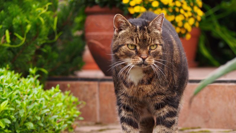 cat, tabby, walk, 4k
