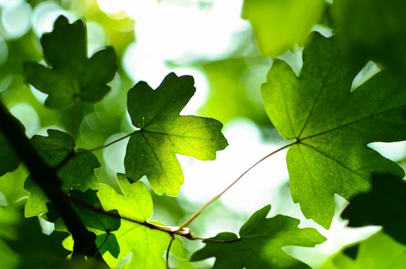 leafe green branch and leaf 4k