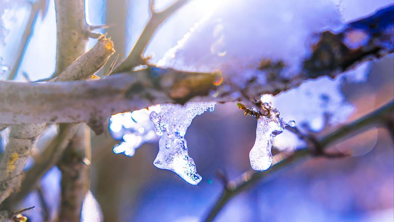 branch, ice, winter, 4k