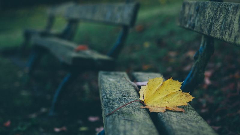 leaves, autumn, bench, 4k