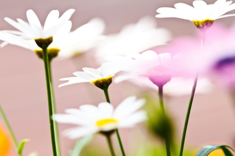 a low angle shot of several white daisies, daisies from below 4k