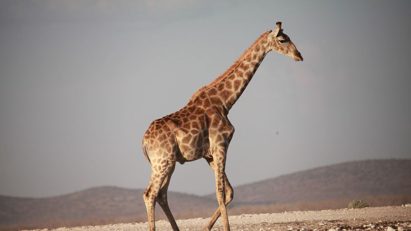 giraffe, walk, africa, 4k