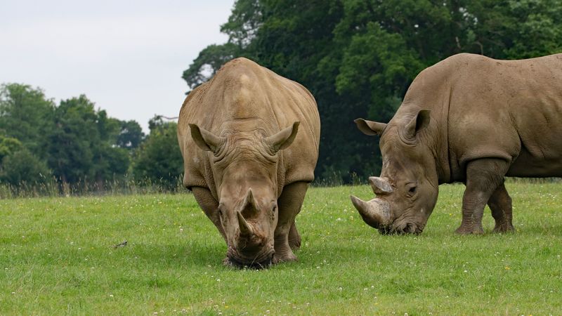 rhino, couple, food, grass, 4k