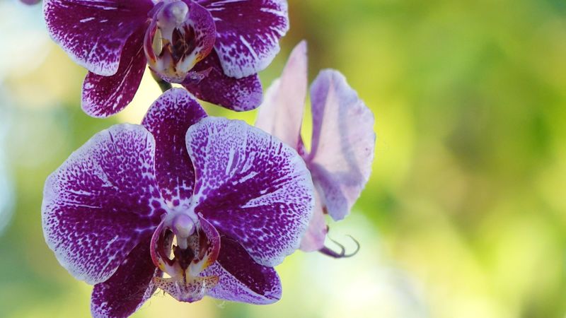 orchid, flower, bud, 4k
