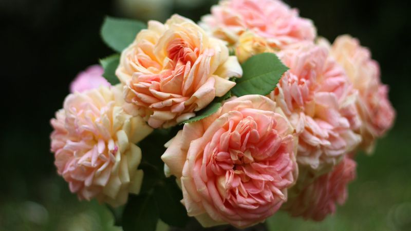 roses, bouquet, flowers, closeup, 4k