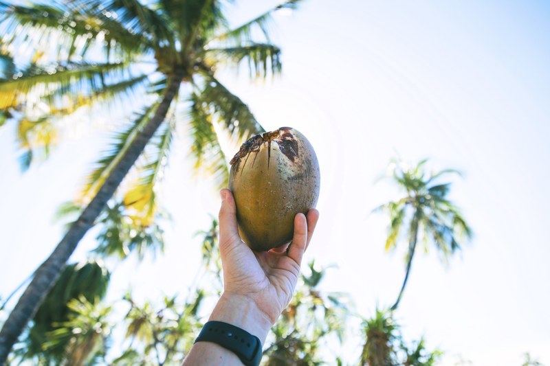 coconut is all you need 4k