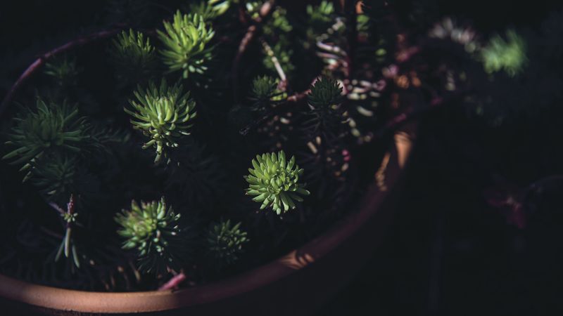 houseplant, pot, black, 4k