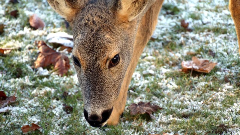 roe deer, face, grass, frost, 4k