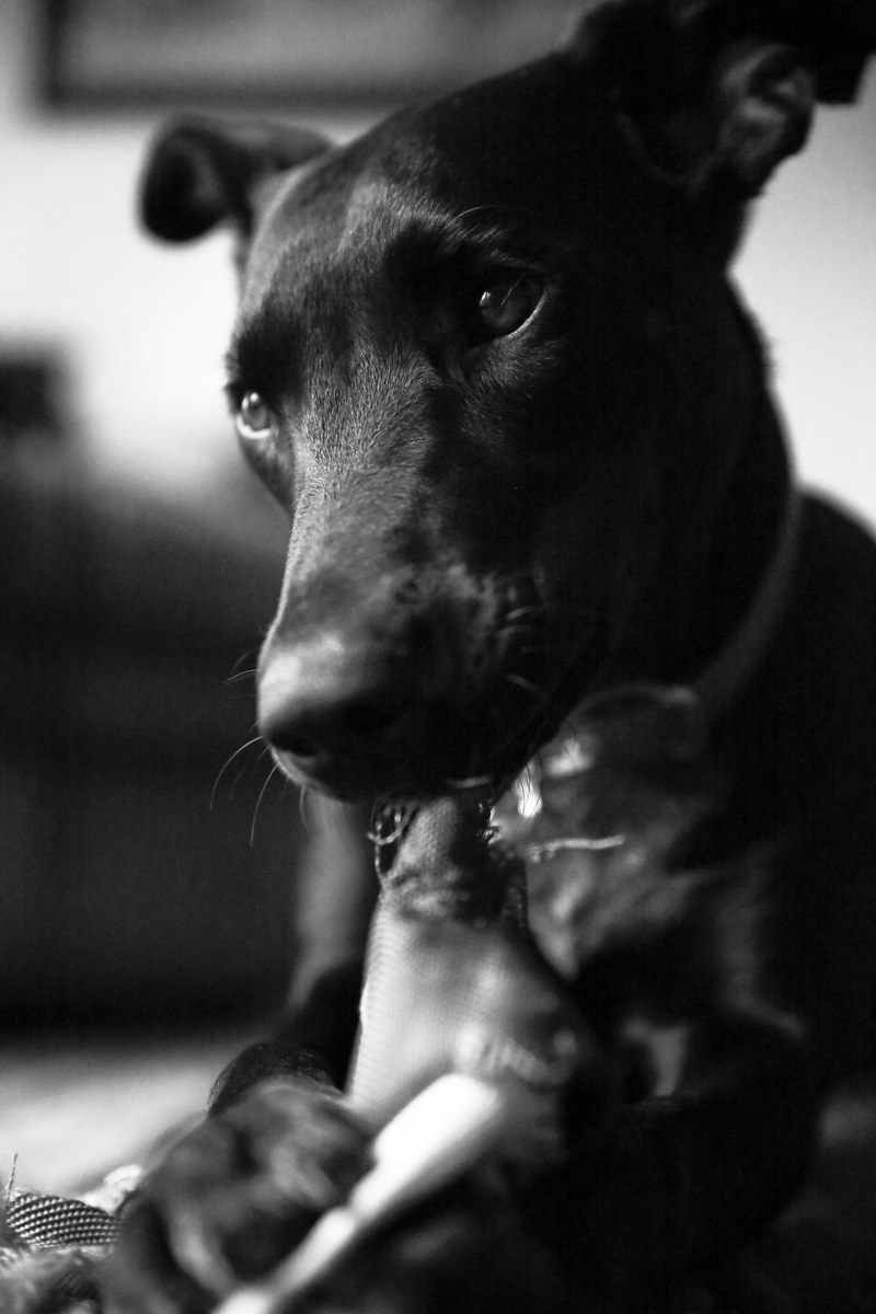 patrick hendry yuki black and white nibble 4k