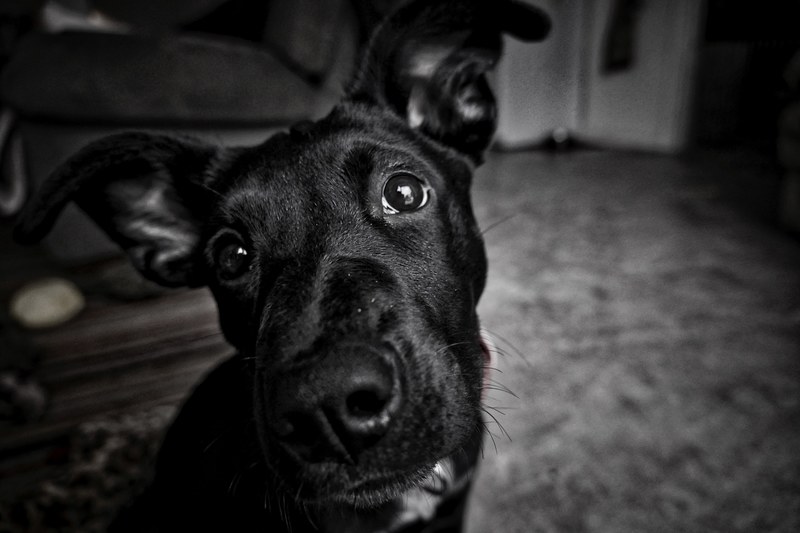 puppy black and white black amp white and bampw 4k