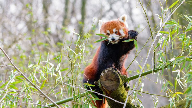 red panda, branches, bamboo, 4k