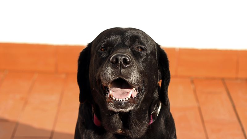 labrador, dog, muzzle, black, 4k
