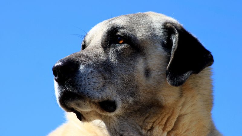 kangal, dog, muzzle, 4k