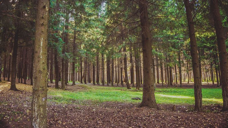 forest, pine, trees, 4k